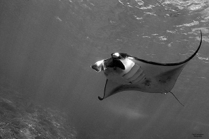 Flying Manta... by Iyad Suleyman 
